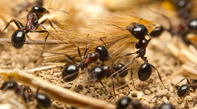 mrówki-w-ogrodzie